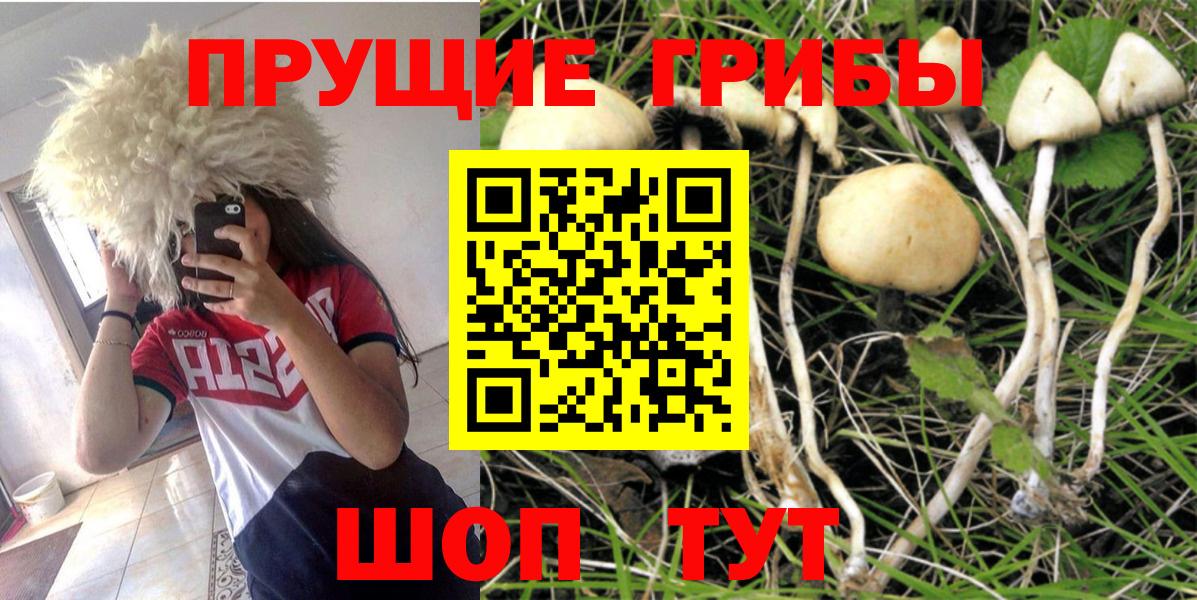 Галлюциногенные грибы прущие грибы Сунжа