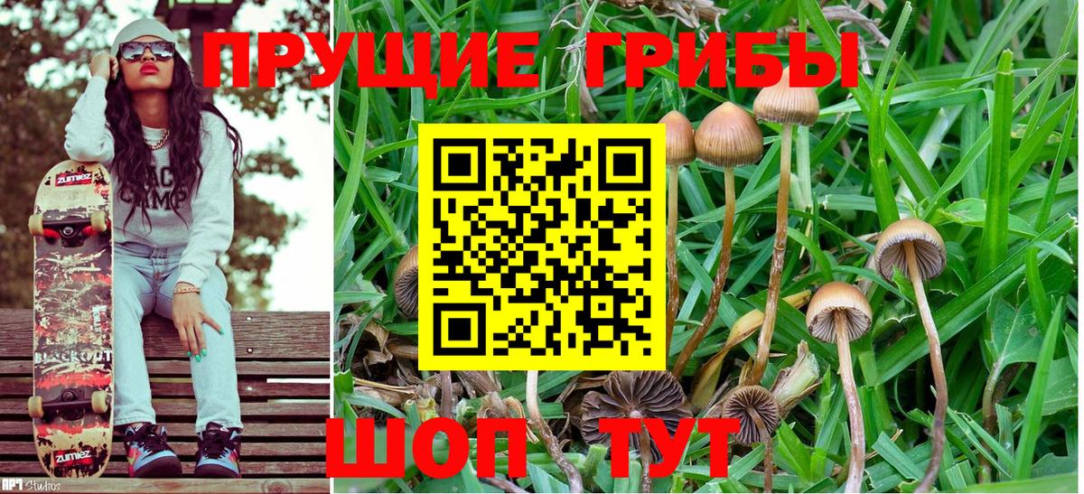 купить наркотики сайты  Псилоцибиновые грибы Magic Shrooms  Сунжа  Вход с VPN  Галлюциногенные грибы Psilocybe 